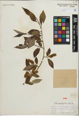 Foto von Salix paraplesia C. K. Schneid.